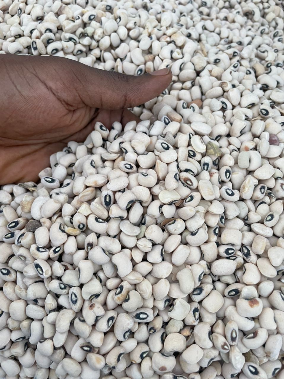 black eye pea beans